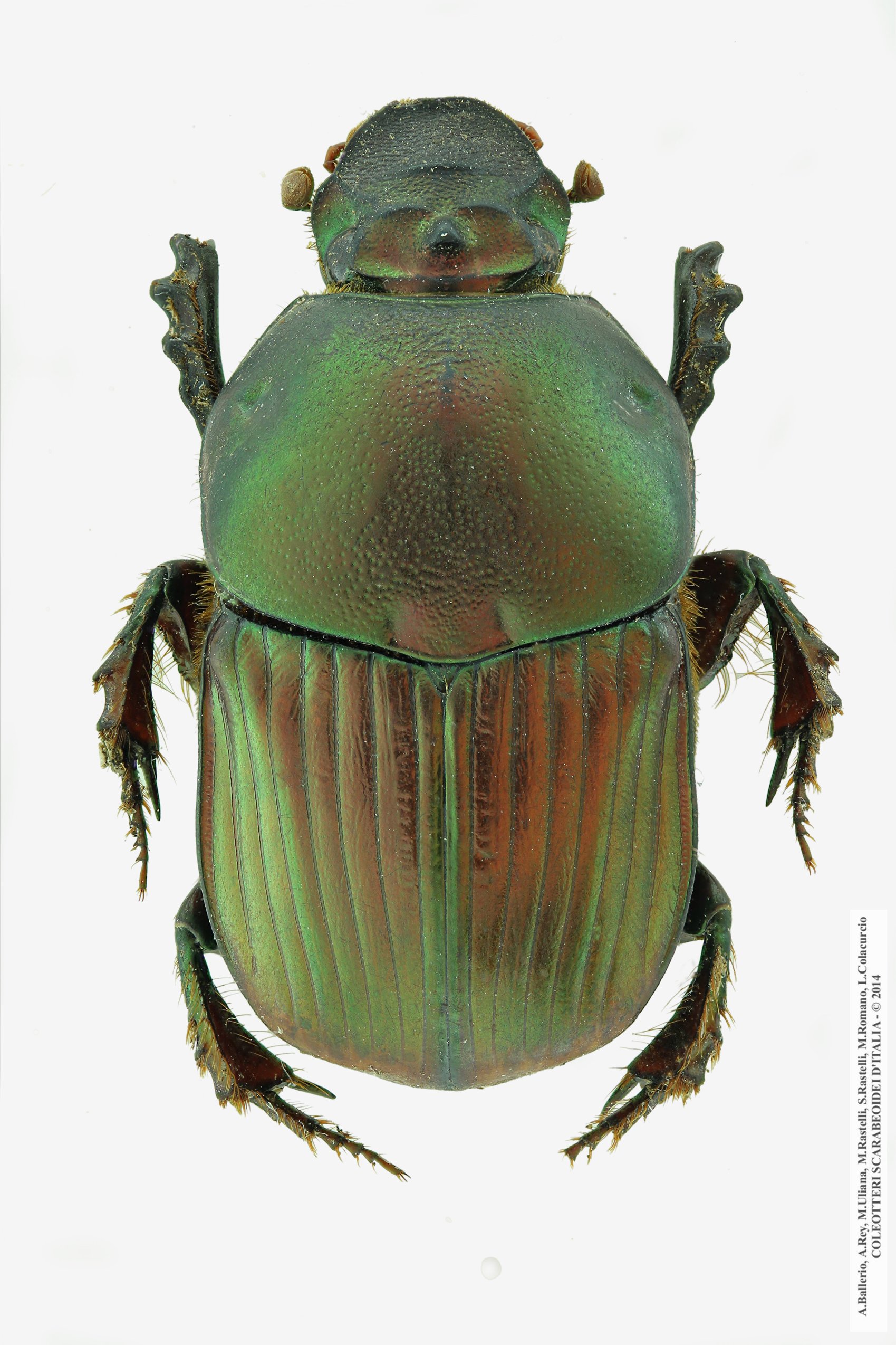 Onitis alexis septentrionalis, femmina